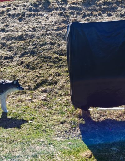 Tir à l'arc, Saison 2025, STA3D